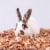 PetsPick Red Cedar Pet Bedding for Dogs, Horses, Small Animals, 24L Perspective: right