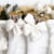 Dove Milk Chocolate Peanut Butter Reindeer Christmas Candy Pack Perspective: right