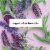 Love Beauty and Planet Aluminum-Free Argan Oil & Lavender Vegan Deodorant Stick Perspective: right