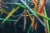 Ticonderoga® Pre-Sharpened Neon Wood Pencils Perspective: right