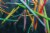 Ticonderoga® Pre-Sharpened Neon Wood Pencils Perspective: right
