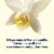 Tillamook French Vanilla Low Fat Yogurt Cup Perspective: right