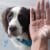 PETARMOR Antihistamine Tablets for Dogs Perspective: right