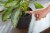 Miracle-Gro Indoor Plant Food Spikes Perspective: right