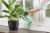 Miracle-Gro Leaf Shine Perspective: right