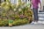 Miracle-Gro® All Purpose Plant Food Perspective: right