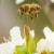 Local Hive™ Habanero Honey Hot Sauce Perspective: right