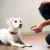 Milk-Bone MaroSnacks Peanut Butter Flavor Dog Treats With Bone Marrow Perspective: right