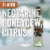 Gnarly Head Lodi California Pinot Grigio White Wine Perspective: right
