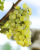 Terrazas De Los Andes Altos Del Plata Chardonnay Argentina White Wine Perspective: right