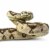 Boa Constrictor Perspective: right