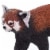 Red Panda Perspective: right