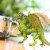 Forest Dragon Toy Perspective: right