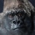 Silverback Gorilla Toy Perspective: right