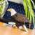 Bald Eagle Perspective: right
