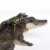 Alligator with Babies Perspective: right