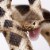 Eastern Diamondback Rattlesnake Perspective: right