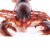 Safari Ltd®  Maine Lobster, Toy Figurine Perspective: right
