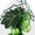 Northlight 6 Red Grape Cluster Teardrop Cloche Christmas Ornament Perspective: right