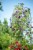 Garden's Alive! Monet Outdoor Garden Arch Perspective: right