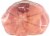 Boar’s Head SmokeMaster Beechwood Smoked Black Forest Uncured Ham Perspective: right