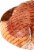 Ham Bone-In Butt Portion Perspective: right