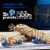 KIND Kids Blueberry Muffin Snack Bar Perspective: right