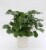 Premium Tropical Plant Perspective: right