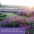 Tuscany Candle® Lavender Meadow Triple Pour Jar Candle Perspective: right