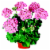 Geranium Assorted Perspective: right