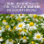 Garden of Life® Organics Sleep Well Rest & Refresh Lemon Balm Vegan Tablets 300mg Perspective: right