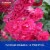 BioAdvanced 2-In-1 Systemic Rose and Flower Care, Granules, 5 lb Perspective: right