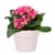 Mother's Day Fresh Kalanchoe Plant in 2.5 inch Ceramic Container Perspective: right