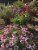 Malibu Compost (#100507245) Bu�s Blend Biodynamic Compost- 12 qt Perspective: right