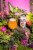 Odell Brewing Sippin Tropical Sour Ale Perspective: right