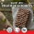 Clif Bar Cool Mint Chocolate With Caffeine Energy Bars Perspective: right