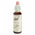 Bach Original Flower Remedies Wild Oat Perspective: right