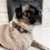 Urban Dog Stars - Apple AirTag Integrated Collar Perspective: right
