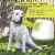 Dog Tennis Balls 20 Pack Pet Tennis Ball for Small Dogs Premium Fetch Toy Non-Toxic Perspective: right