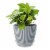 Curtis Wagner Plastics 6-Inch Vinyl Plant Saucer - Clear Perspective: right
