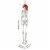 Yescom 5.4' FT Full Body Halloween Skeletons Props Decoration with Movable Joints 2 Pack Perspective: right