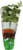 Soli Organic™ Italian Parsley Perspective: right