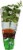 Soli Organic™ Italian Parsley Perspective: right