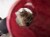 SmartyKat Crackle Chute Tunnel Pet Toy for Cats & Kittens - Tan/Red, One Size Perspective: right