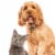 Pawscout QR Smart Pet Tag for Dogs and Cats Perspective: right