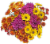 Fresh Picked Poms Fresh Cut Flower Bouquet Perspective: right