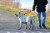 Pet Life Geo-prene 2-in-1 Shock Absorbing Neoprene Padded Reflective Dog Leash and Collar Perspective: right