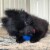 Midlee Mini Dog Tennis Balls Assorted Colors with Squeaker- 25 Pack Perspective: right