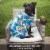 Midlee Blue Hibiscus Hawaiian Dog Board Shorts (XX-Large) Perspective: right