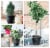 Bloem LP1242 12 in. Lucca Planter, Living Green Perspective: right